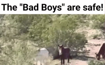 💚 THE “BAD BOYS” ARE SAFE! 💚