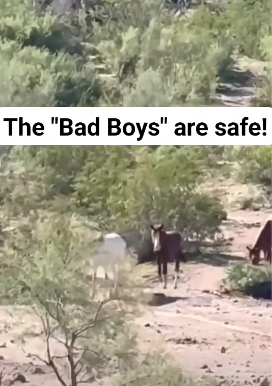 💚 THE “BAD BOYS” ARE SAFE! 💚