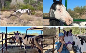 From Starving to Safe — DaVinci Has Found His Forever Home!