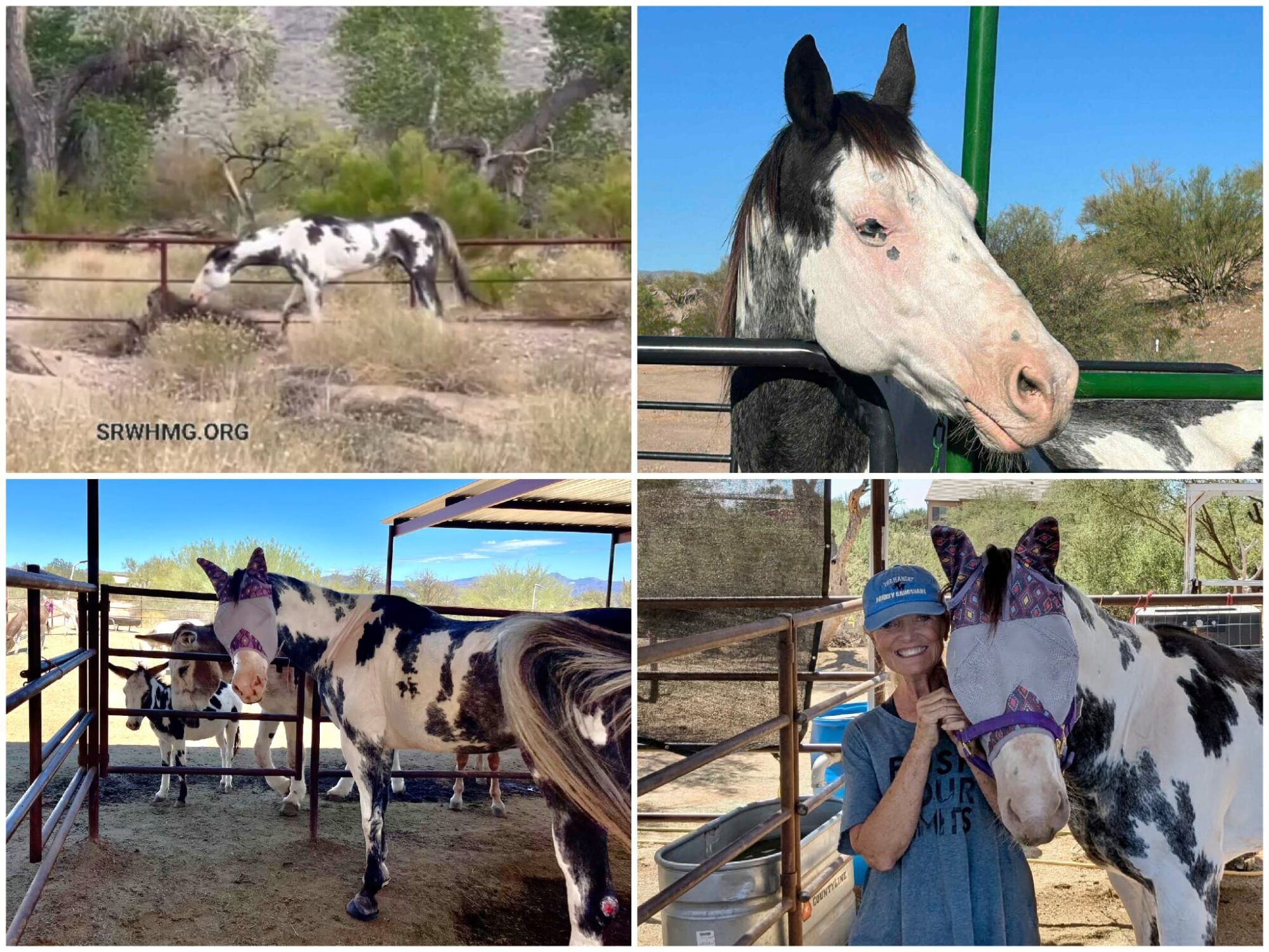 From Starving to Safe — DaVinci Has Found His Forever Home!