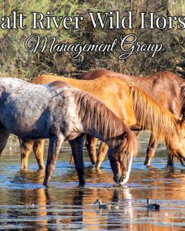 2027 Salt River Wild Horse Management Group calendar front cover with three wild horses in the river