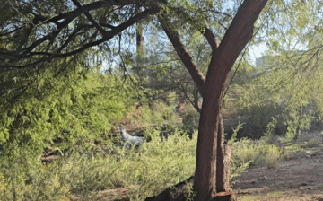 Helping Wild Horses Find Their Way Home 🐎