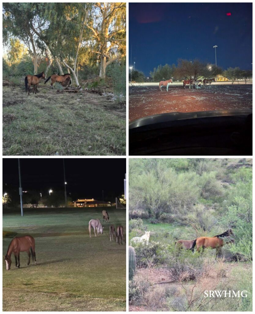 Collage of horses roaming