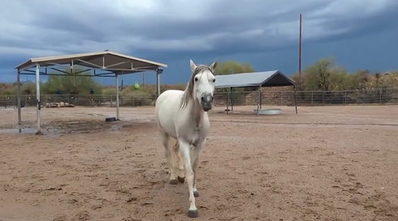 Humane Management: When suffering won’t end on its own, and we are authorized to step in, we will.