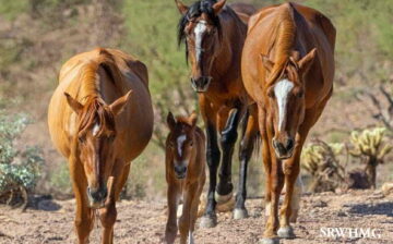 It’s Official! 💖 Our newest little miracle on the Salt River now has a name.