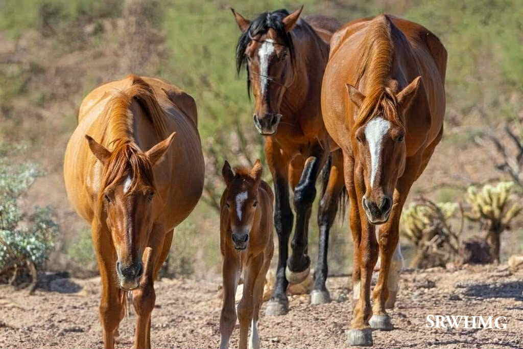It’s Official! 💖 Our newest little miracle on the Salt River now has a name.