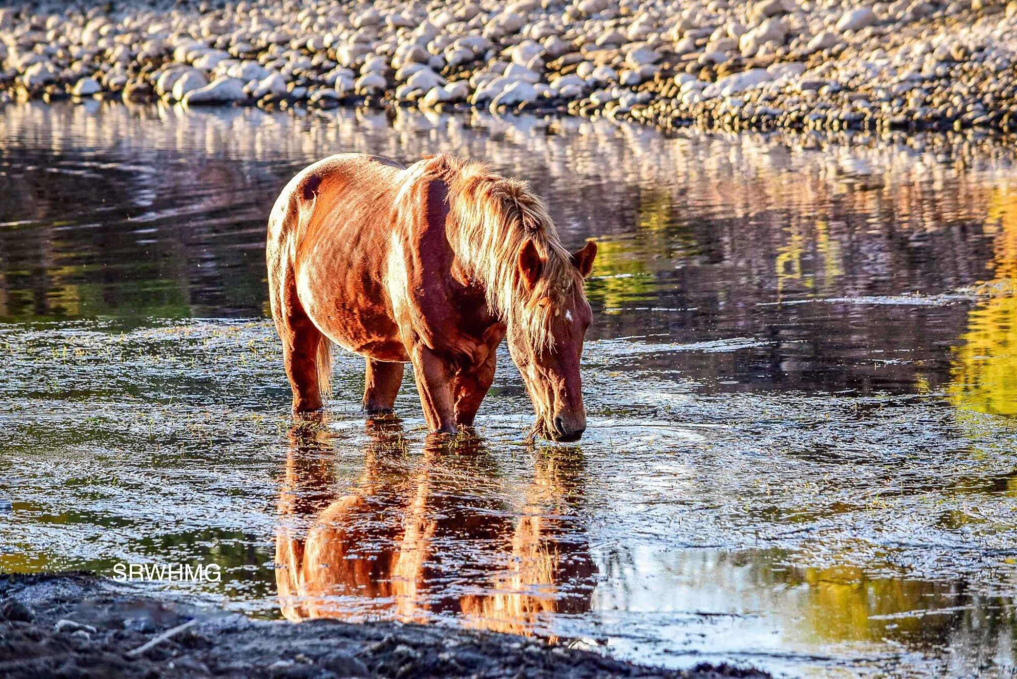 As the River Flows: Robin
