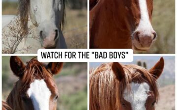 HORSES ON THE ROAD – SLOW DOWN!