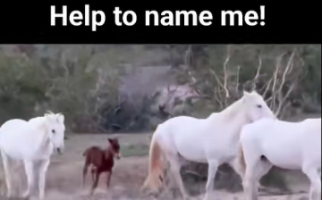 ✨HELP TO NAME THIS LEAD STALLION OF THE FUTURE! ✨