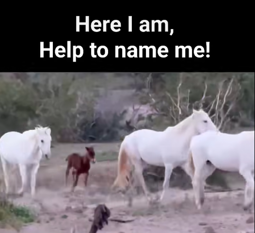 ✨HELP TO NAME THIS LEAD STALLION OF THE FUTURE! ✨