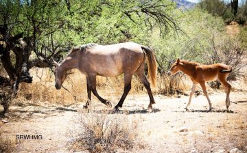 Grab your coffee for this week’s story… “BADA$$ MARES”.