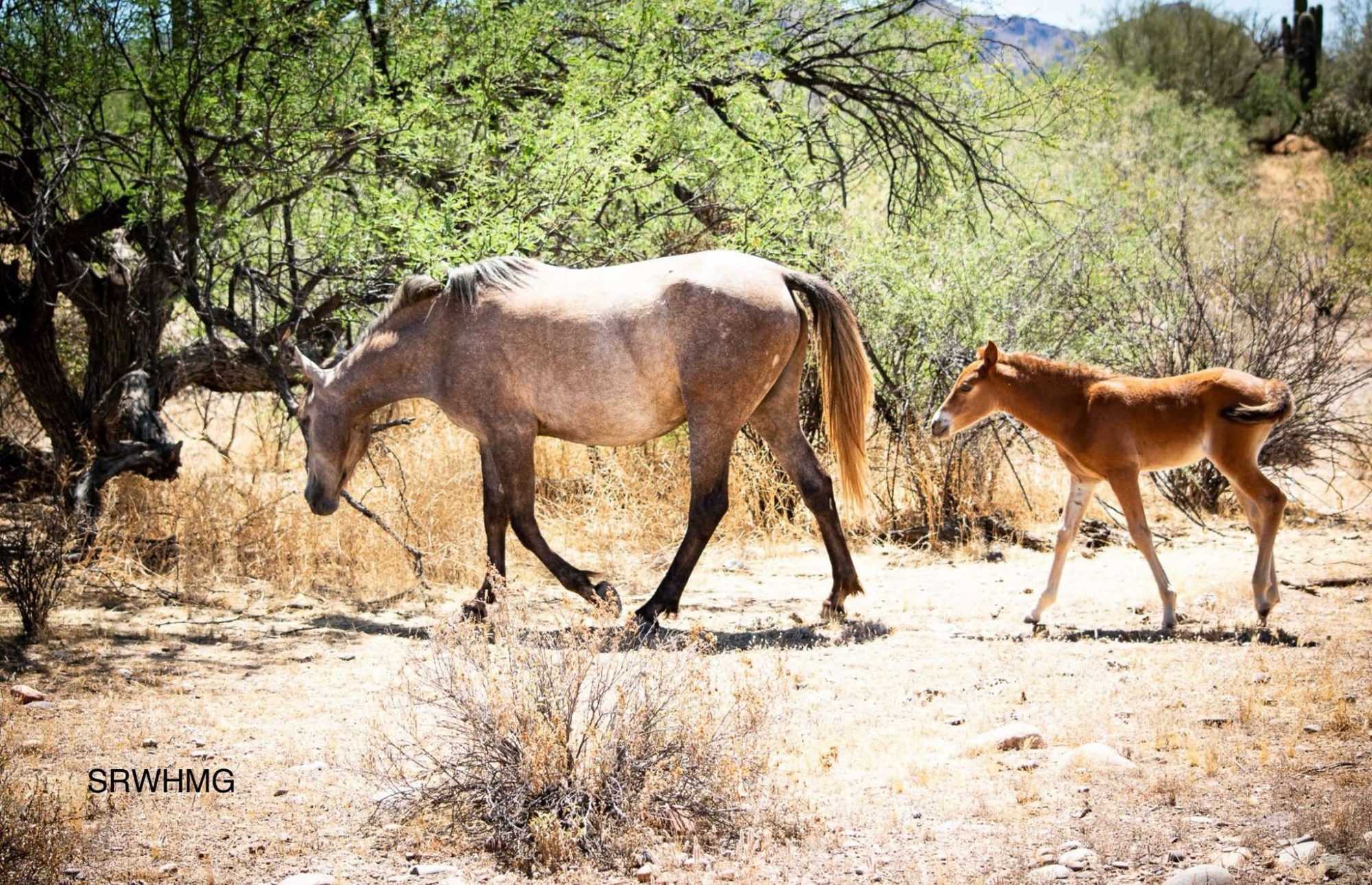 Grab your coffee for this week’s story… “BADA$$ MARES”.