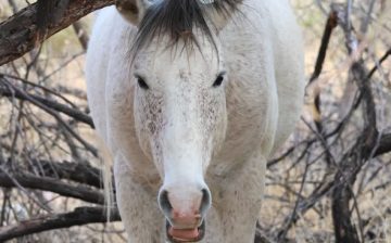 As the River Flows: Silver