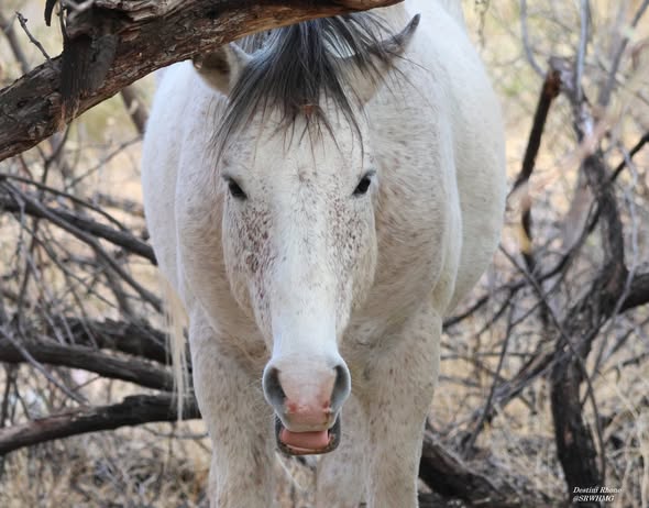 As the River Flows: Silver