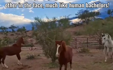 The Bad Boys in time out… living up to their reputation.