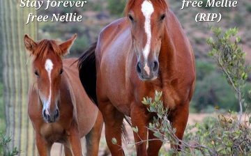 A mother. A legacy. A herd still standing.