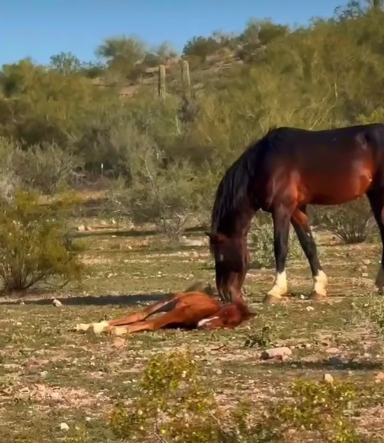 Too Adorable to Handle! Dad Garrett and son Moonfire.