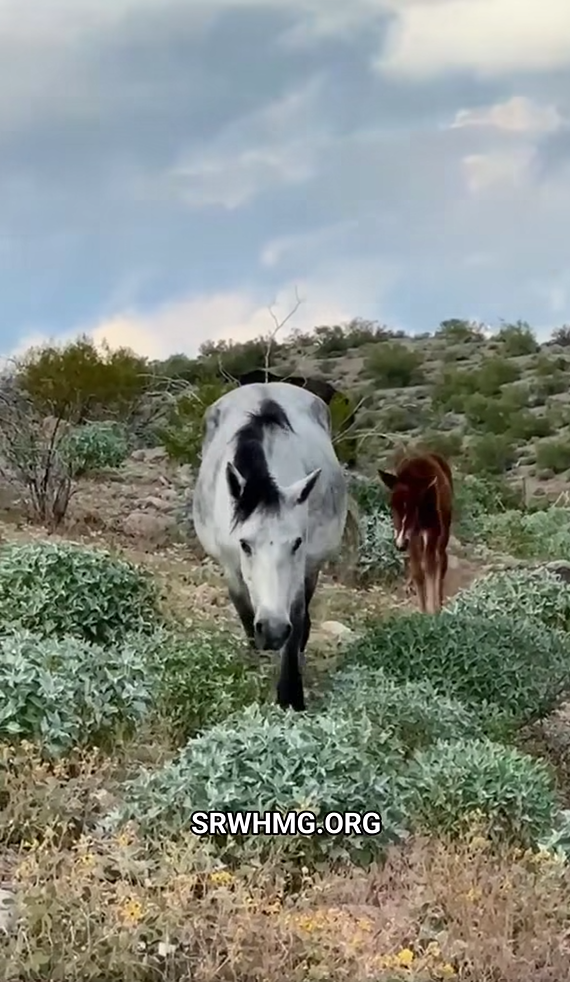 Baby’s First Rain!️ Here they come, Moonshadow and Moonfire!