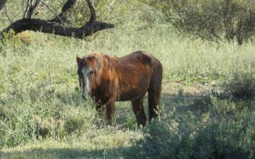 Grab your coffee for this week’s “Old Warriors”…