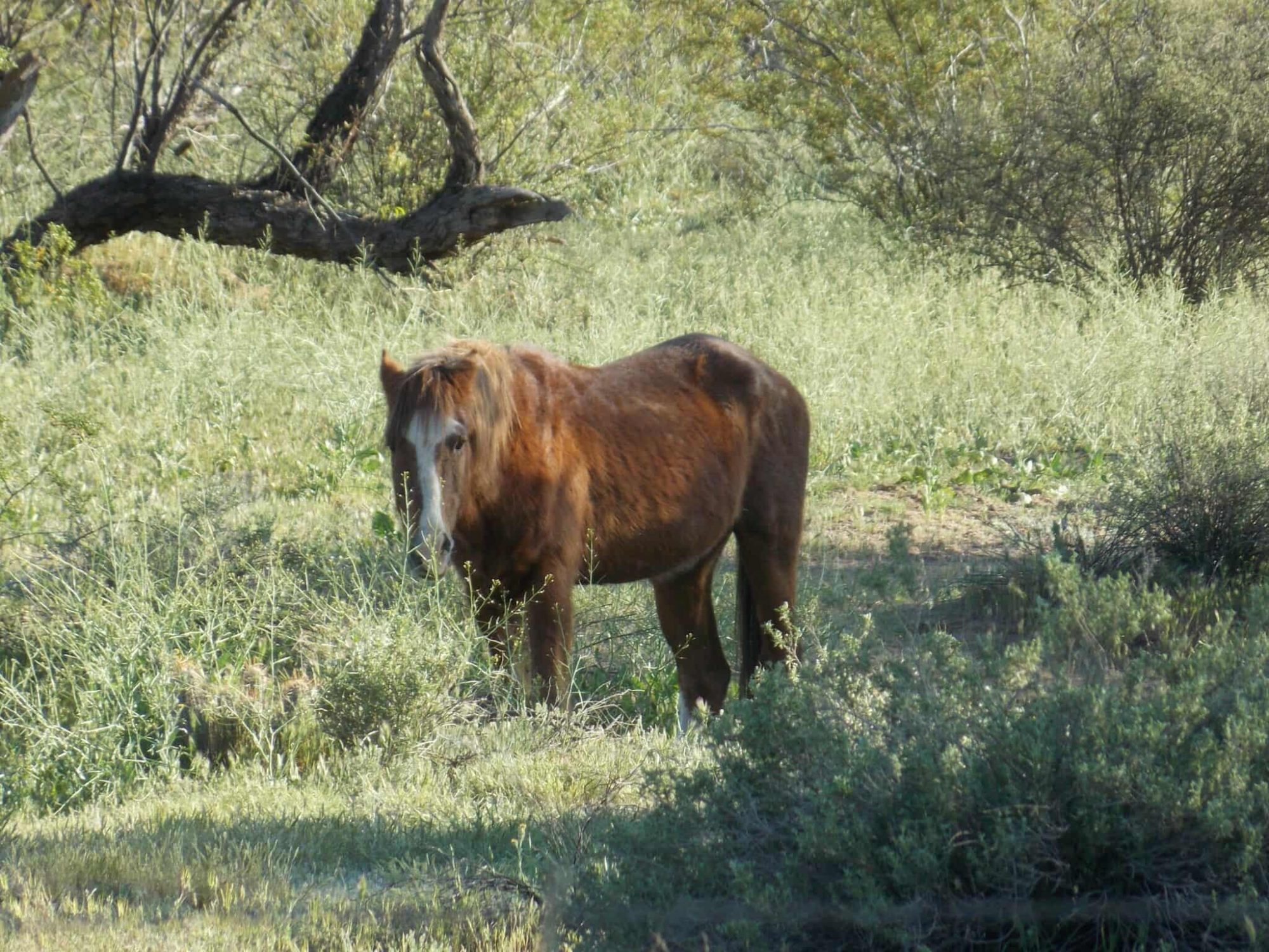 Grab your coffee for this week’s “Old Warriors”…