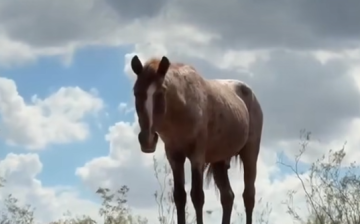 This is for everyone who will miss Red Wind, the oldest Salt River wild horse.