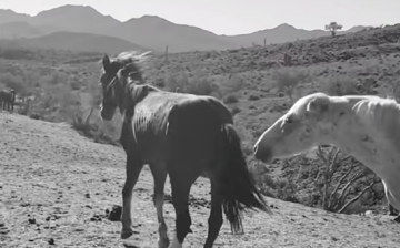 This was Mellie yesterday, suffering terribly, but today, she rests in peace.