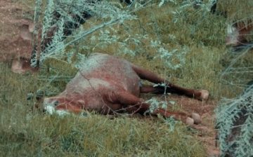 We are very sorry to inform you that the first of two unexpected deaths, was Red Wind, the oldest Salt River wild horse. May he run forever free.