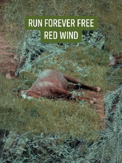 We are very sorry to inform you that the first of two unexpected deaths, was Red Wind, the oldest Salt River wild horse. May he run forever free.