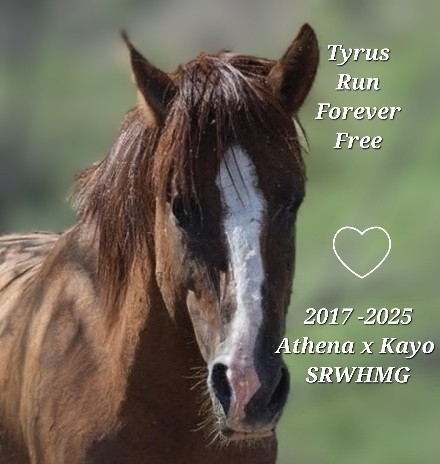 A mysterious Salt River Wild Horse Death.