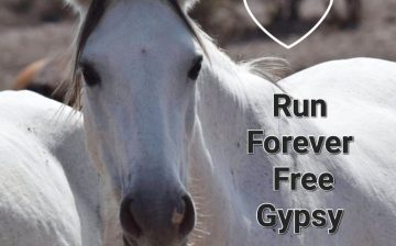 Run free — forever part of the Salt River herd and our hearts. ❤️