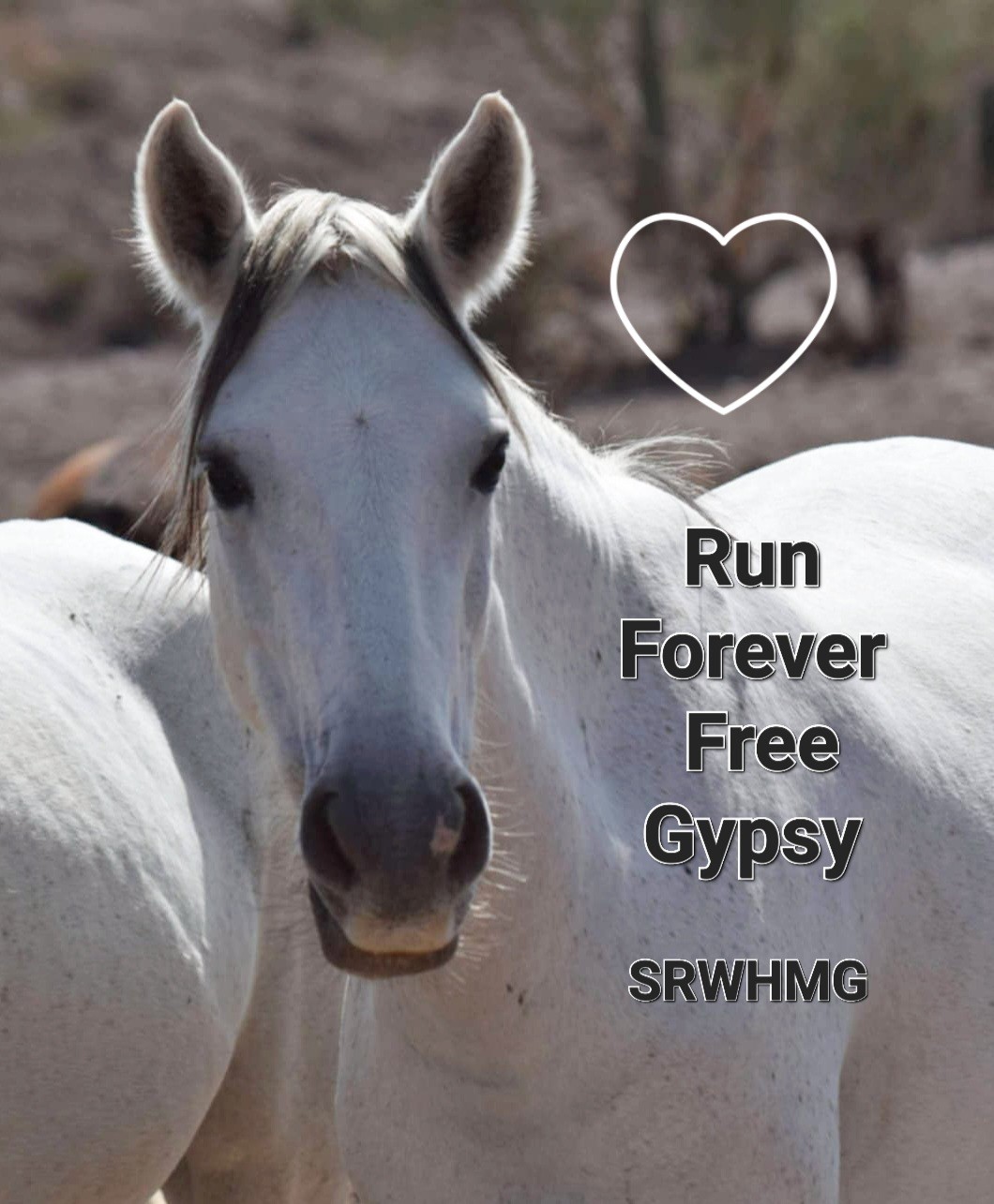 Run free — forever part of the Salt River herd and our hearts. ❤️