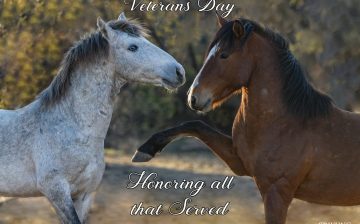 Honoring All Who Serve — Human and Horse Alike