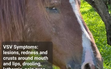 ⚠️ URGENT CLOSURE NOTICE FOR HORSEBACK RIDERS: Salt River Area ⚠️