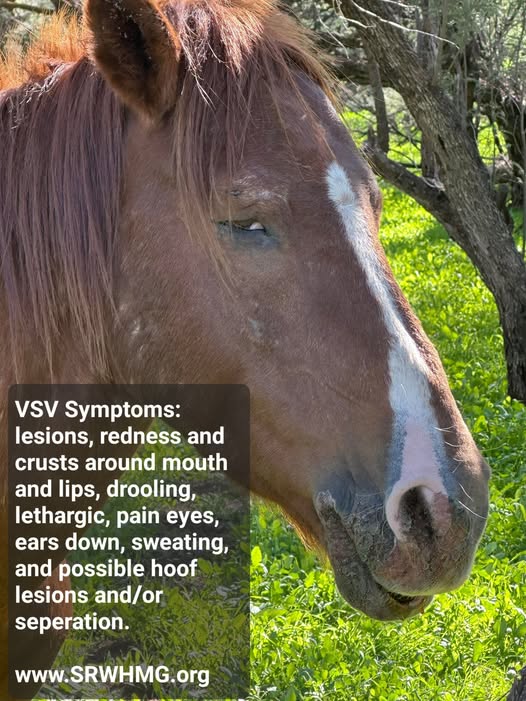 ⚠️ URGENT CLOSURE NOTICE FOR HORSEBACK RIDERS: Salt River Area ⚠️