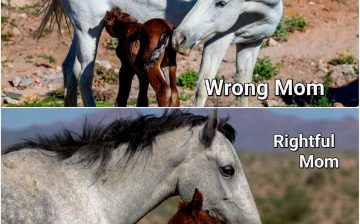 It’s true — we have a new foal!