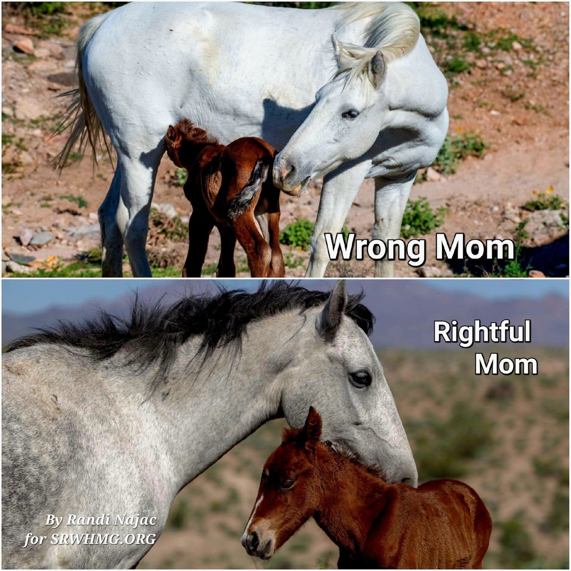 It’s true — we have a new foal!