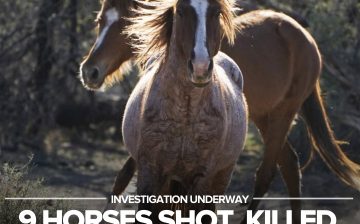 ABC15: The USDA Forest Service is urging anyone with information about the recent killings of nine wild horses,