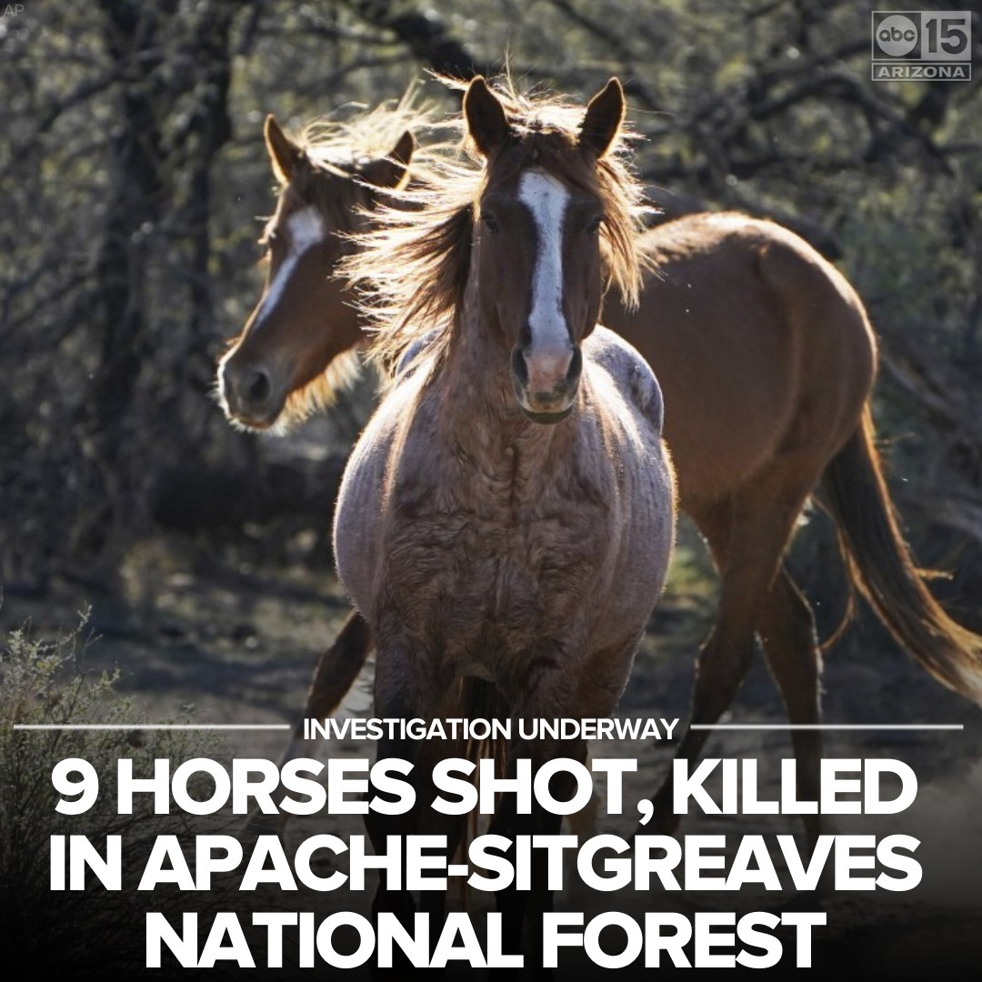 ABC15: The USDA Forest Service is urging anyone with information about the recent killings of nine wild horses,
