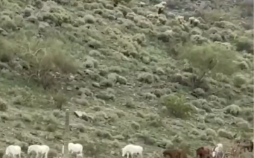 Arizona high, Tonto National Forest! Where wild horses still roam free!