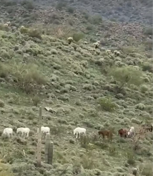Arizona high, Tonto National Forest! Where wild horses still roam free!
