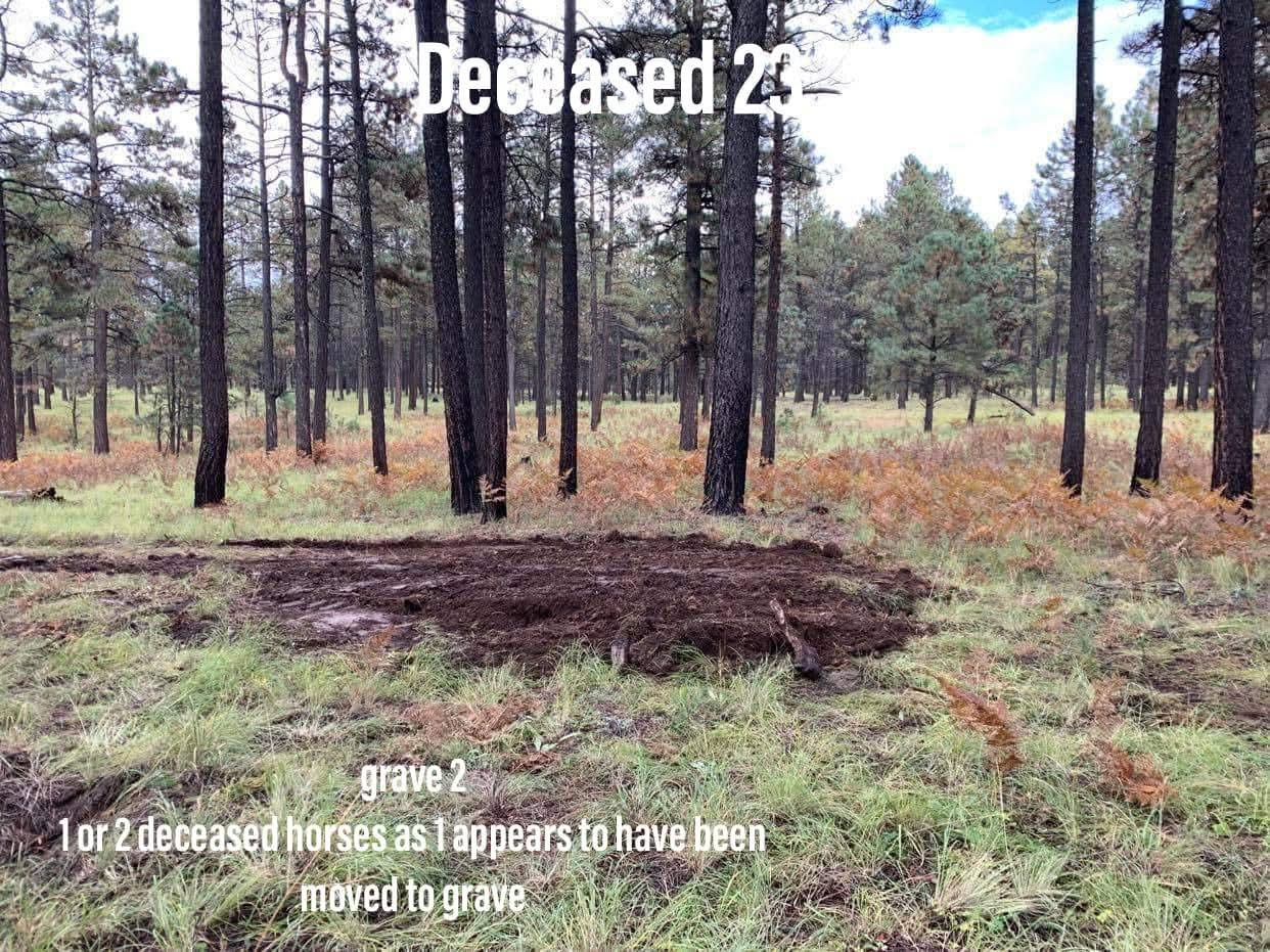 FOR IMMEDIATE RELEASE: Salt River Wild Horse Management Group Calls for Independent Investigation into Repeated Wild Horse Shootings Arizona