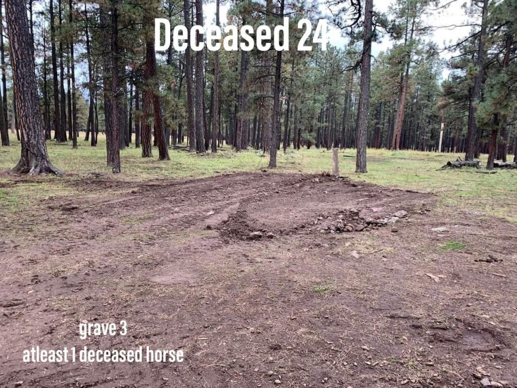 Grave 3: at least 1 deceased horse