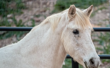 Our Beautiful Batman, how do we say goodbye?