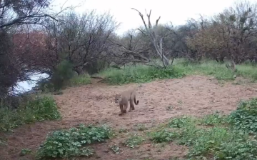 We have a large mountain lion population along the Salt River.