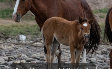 The Wonderful Life, and Dignified Death of One Knee — the Bravest of Wild Stallions.