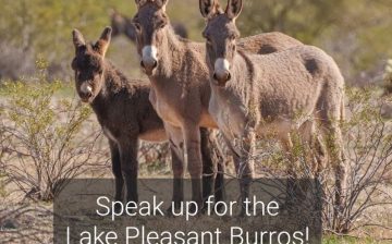 Your Voice Matters, speak upTODAY for the Lake Pleasant Burros!
