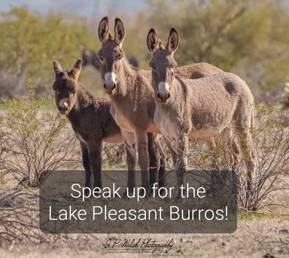 A photo of burros with text that reads: speak up for the lake pleasant burros!
