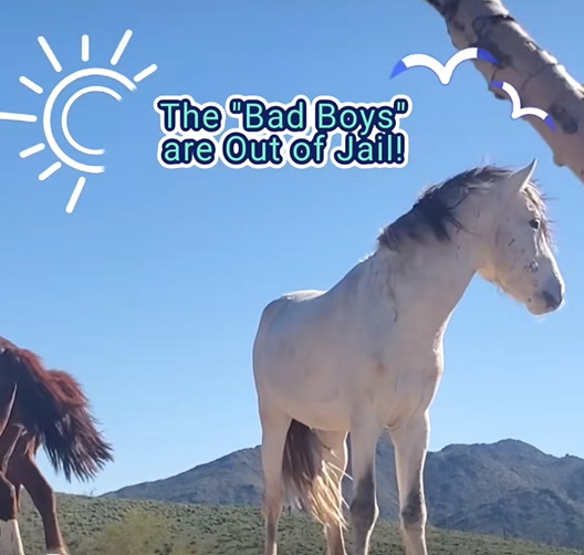 The Bad Boys are Out of Jail!