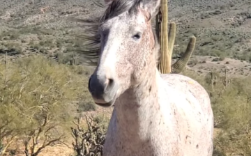 One magnificent specimen of Salt River wild horse: Zircon
