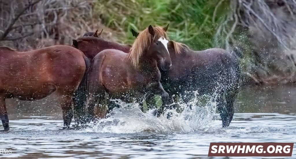Horse walking through the river